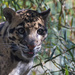 Clouded Leopard by leonbuys83