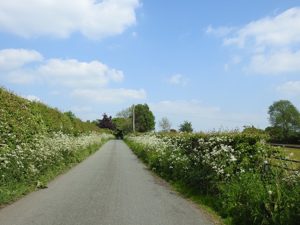 A country lane in May by roachling