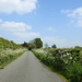 A country lane in May by roachling