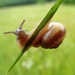 Snail Acrobatics by cjwhite