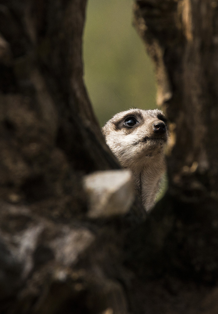 Meerkat by shepherdman