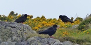 27th May 2017 -  Choughs in Pembrokeshire 
