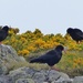  Choughs in Pembrokeshire  by susiemc