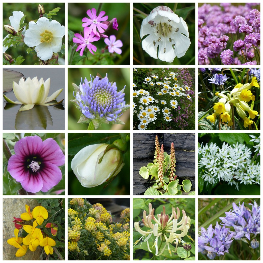  Pembrokeshire Wild Flowers by susiemc