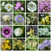  Pembrokeshire Wild Flowers by susiemc