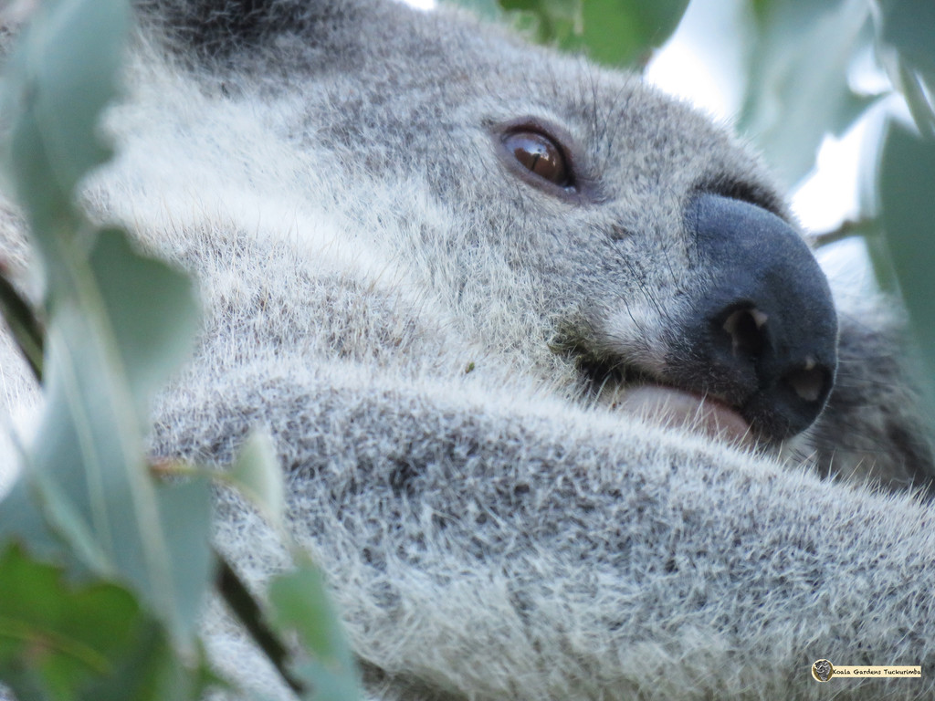 got my eye on you by koalagardens