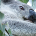 got my eye on you by koalagardens