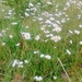 Wild daisy field by fbailey