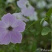 Rogue Petunias... by thewatersphotos