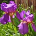 Red Violet Iris by sandlily