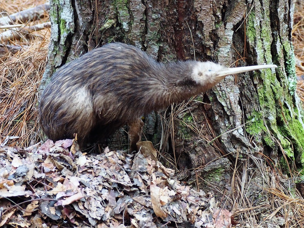 A brown Kiwi ,freezed dried used in adversion training by Dawn