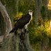 Osprey and the Sunshine! by rickster549
