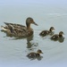 Mother and Ducklings by deborahsimmerman