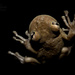 Tree Frog  by shylaine3304