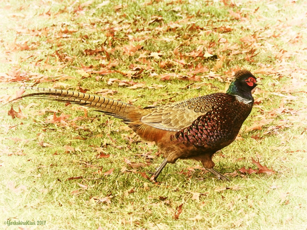 A Pleasant Pheasant by yorkshirekiwi