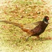 A Pleasant Pheasant by yorkshirekiwi