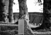 27th May 2017 - headstone