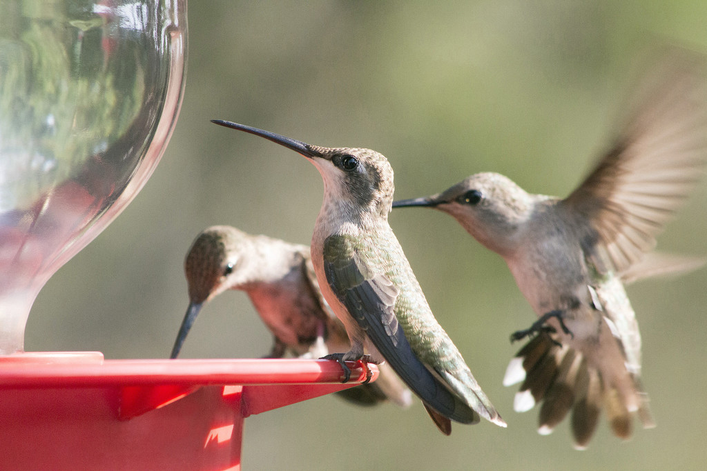 Hummers at the Feeder by gaylewood