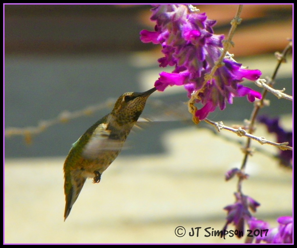 Hummingbird Enjoying Mexican Sage by soylentgreenpics