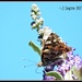 Cambrian Butterfly by soylentgreenpics