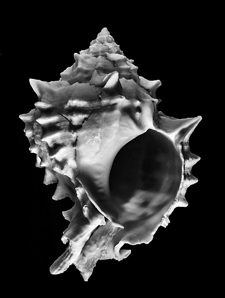 Spiky Shell by davidrobinson