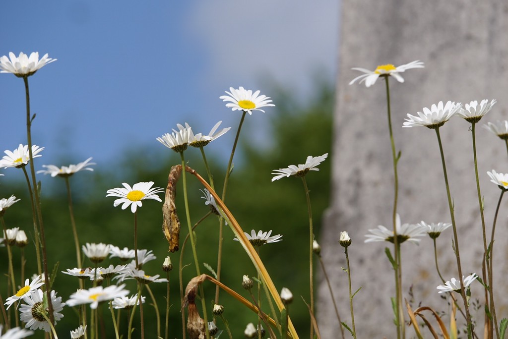 daisies in the churchyard by quietpurplehaze
