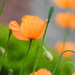 Orange Poppies by seattlite