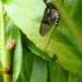 A mayfly by roachling