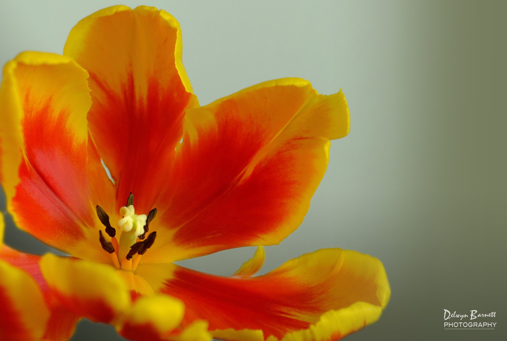 Single orange and yellow tulip by dkbarnett
