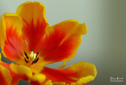 26th May 2017 - Single orange and yellow tulip