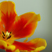 Single orange and yellow tulip by dkbarnett