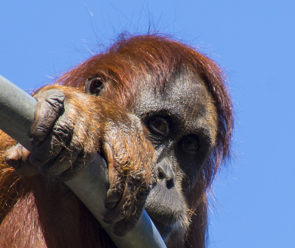 orangutan by winshez