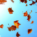 autumn leafs by winshez