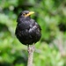 MISTER BLACKBIRD by markp