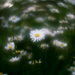 Daisies by atchoo