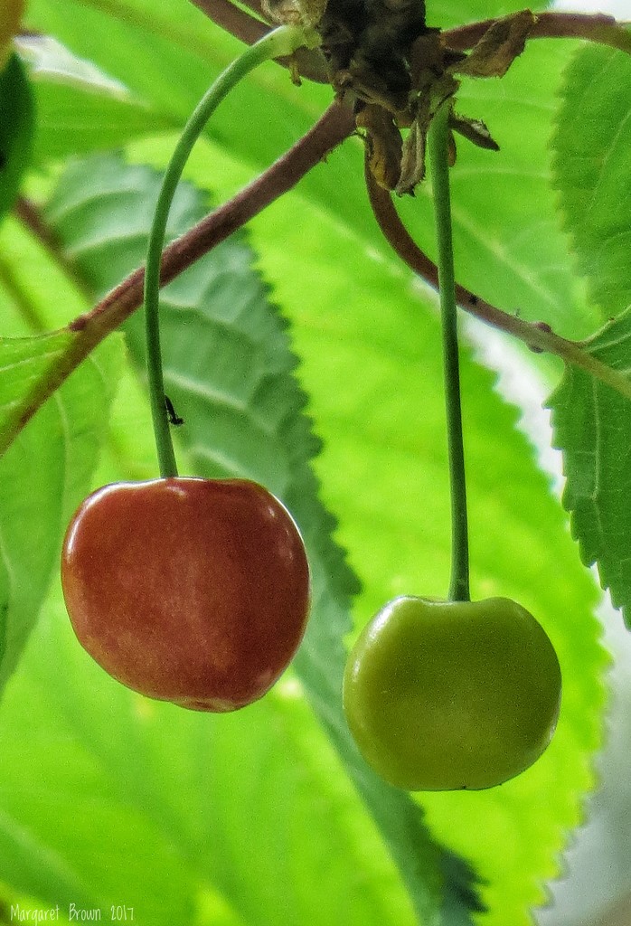Just Cherries by craftymeg