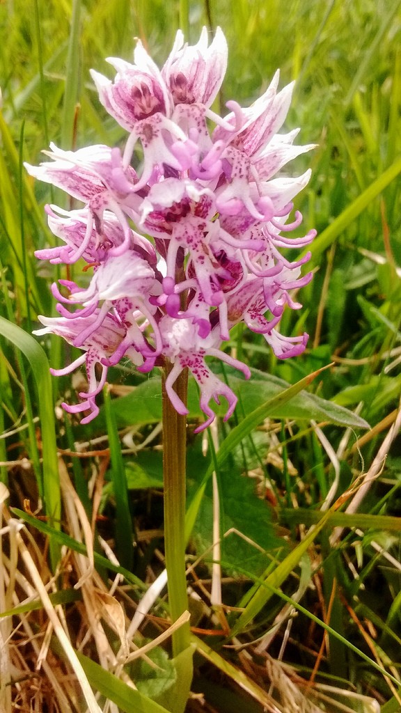 Monkey Orchid by fbailey