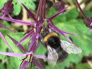 28th May 2017 - Bee on an Allium flower