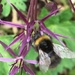 Bee on an Allium flower by cataylor41