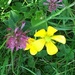 Wild Meadow Flowers- the deer ran away before I could get a its photo by cataylor41