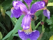 18th May 2017 - Iris Flower