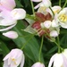Allium Flower by cataylor41