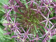 26th May 2017 - Allium Starburst Flower not quite out