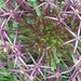 Allium Starburst Flower not quite out by cataylor41