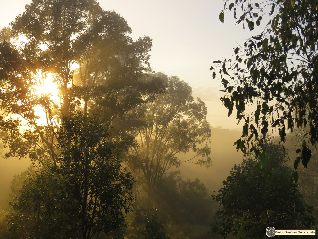 autumn mists by koalagardens