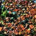 Autumn Leaves ~ by happysnaps