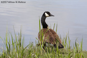 28th May 2017 - Canada Goose