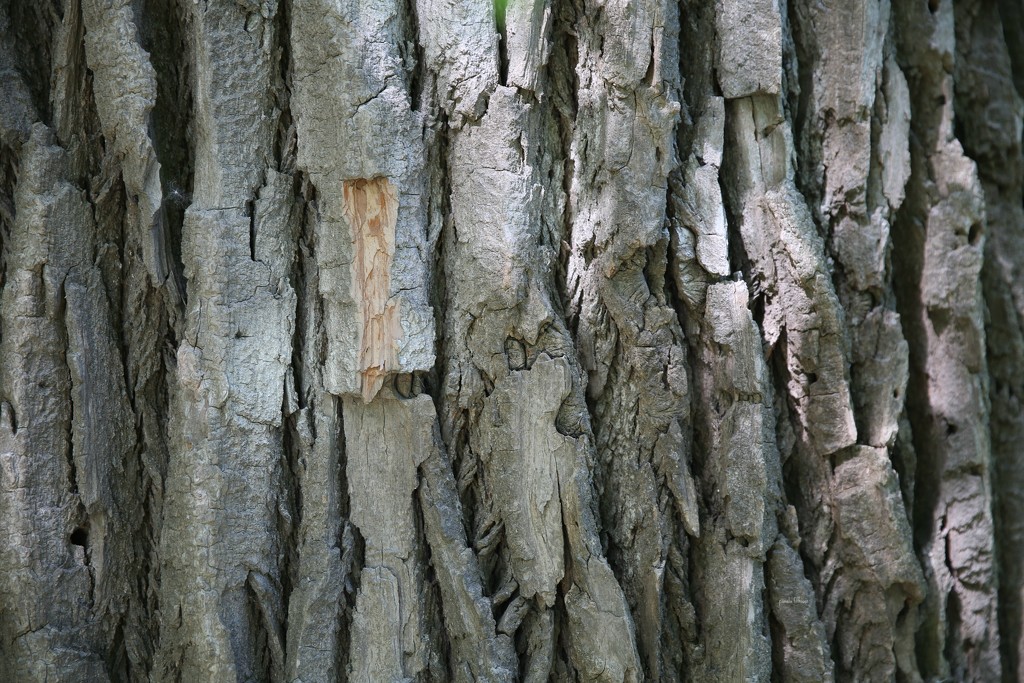 bark... by earthbeone