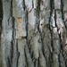bark... by earthbeone