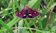 28th May 2017 - Mint moth. 